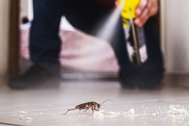 Flea Control Services in Eatontown, NJ